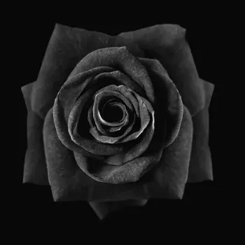 Natural Black Rose